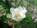 Ветреница лесная
(Anemone sylvestris L.)