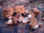 Первые грибы