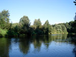 Кобра