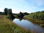 Кобра