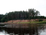 Сосны